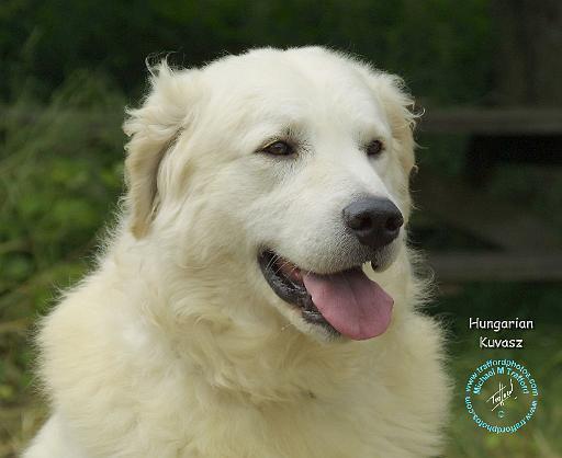 Hungarian Kuvasz 8W02-17.JPG